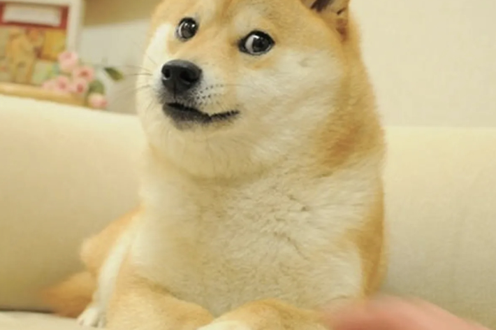 Doge, the famous Shiba Inu dog from the internet meme, sits on a couch with a curious and surprised expression. A person's hand is visible in the foreground