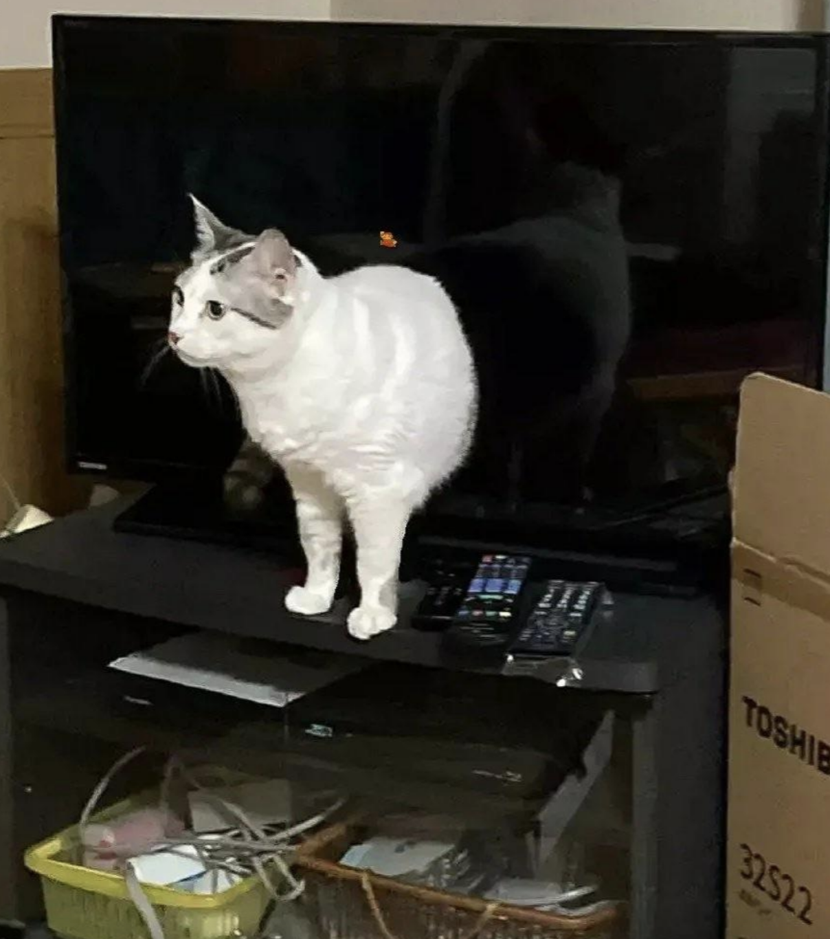 A white cat with black spots stands on a black TV stand in front of a turned-off television, with remote controls and a cardboard box nearby
