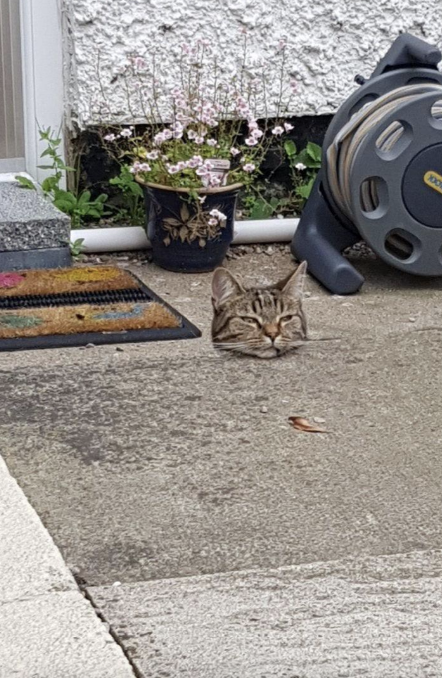 A cat with only its head visible appears to be stuck in a concrete surface near a doormat and a potted plant. A hose reel is in the background