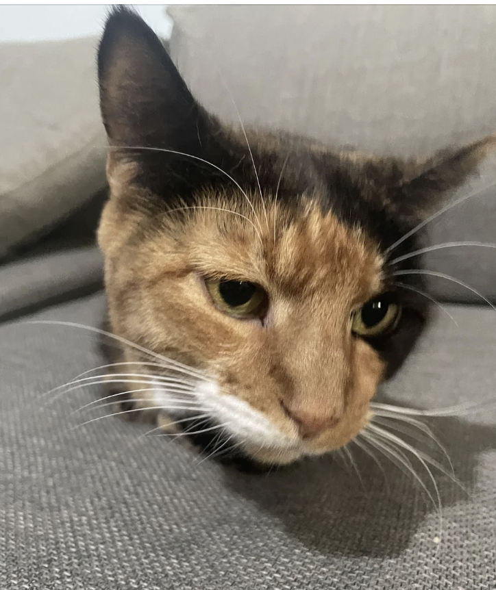A close-up of a cat lying on a couch, looking relaxed with its head resting on the cushion.