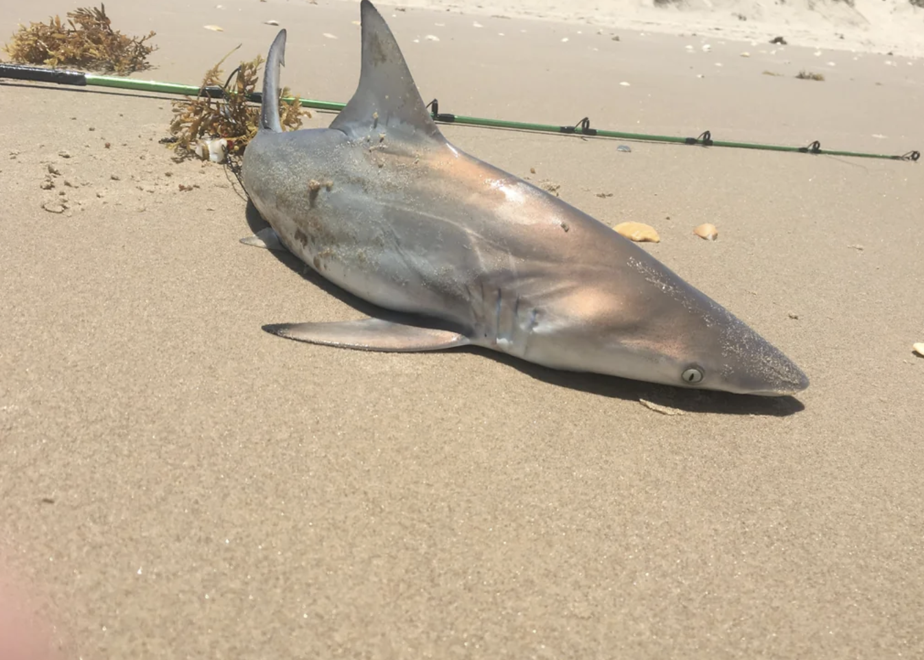 A small shark lies on a sandy beach next to seaweed and fishing equipment