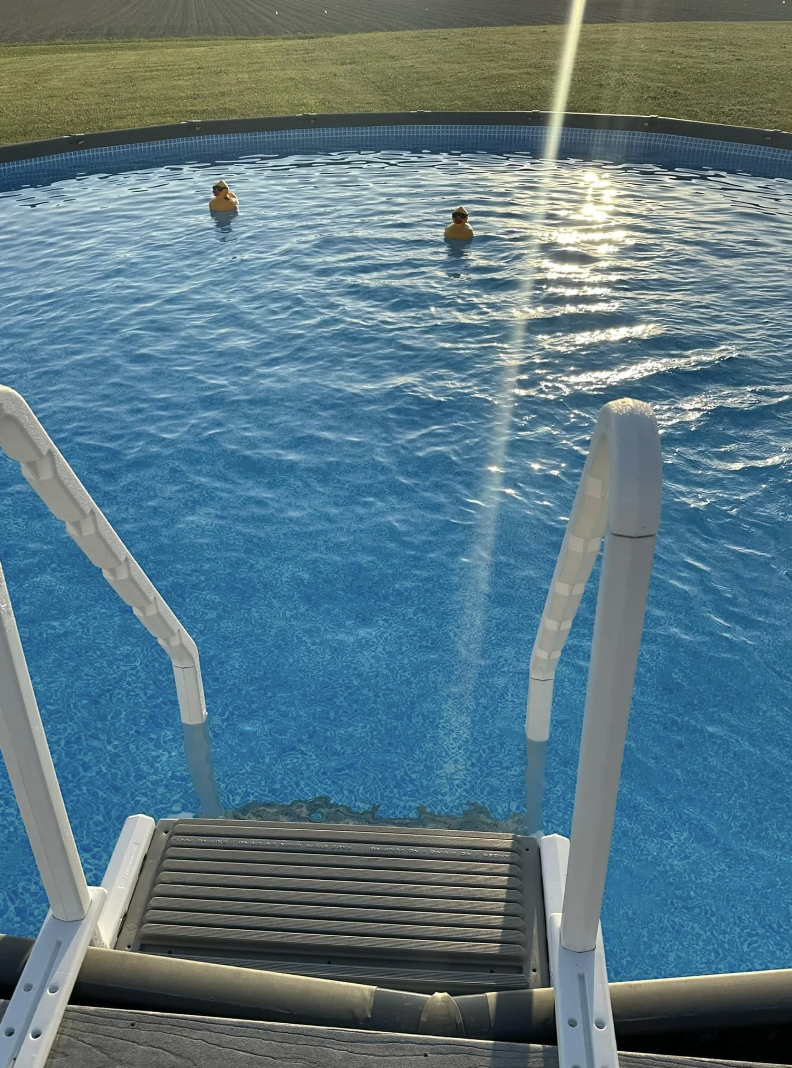 A round above-ground pool with two floating rubber ducks is viewed from the top of the pool ladder on a sunny day