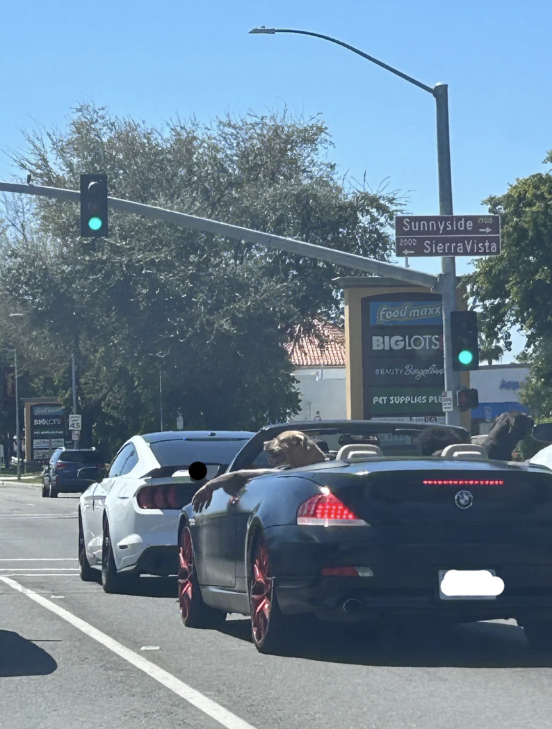 Convertible with red rims at a green light; a person and a dog are in the car. Multiple retail signs in the background, including Big Lots and FoodMaxx