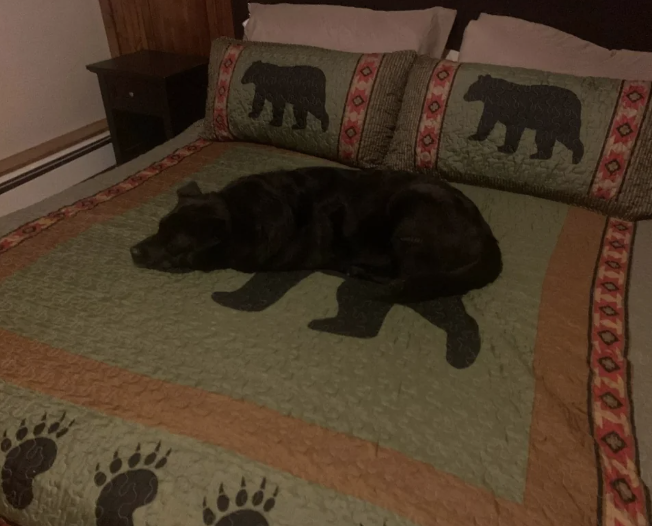 A black dog sleeps on a bear-themed bedspread that matches the pillowcases, featuring bear prints and bear images