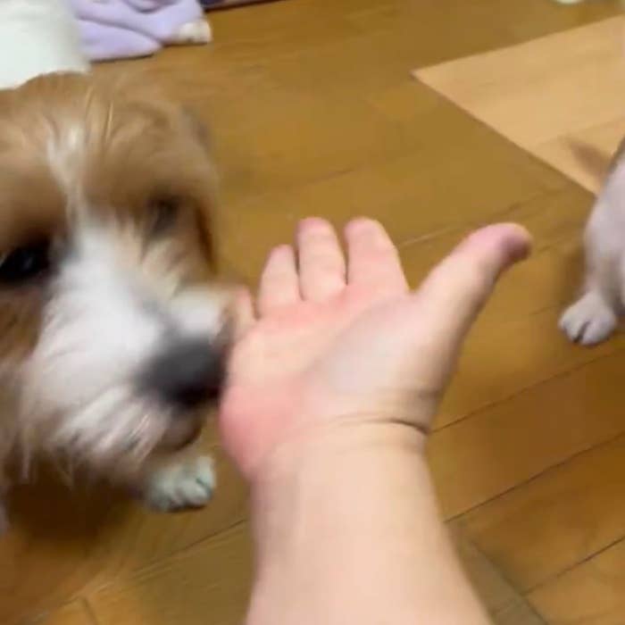 「お手」と言われて飼い主さんのもとへ駆け寄る2匹の犬