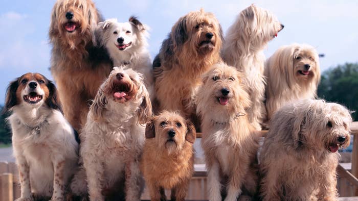 Group of ten dogs of various breeds sitting and standing together outdoors