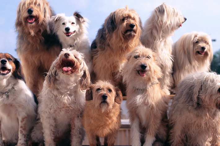 Ten dogs of various breeds and sizes, sitting and standing together in a group, looking towards the camera