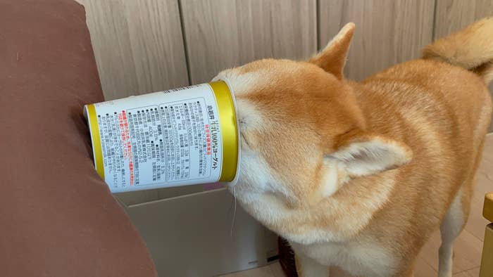 犬が缶に頭を突っ込んでいる様子。
