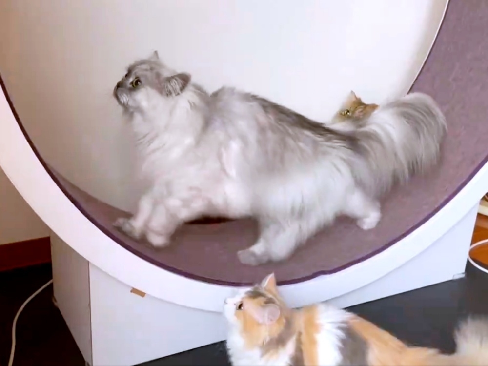 キャットホイールで遊ぶ詩穏くんのもとにやって来たシェリーちゃん