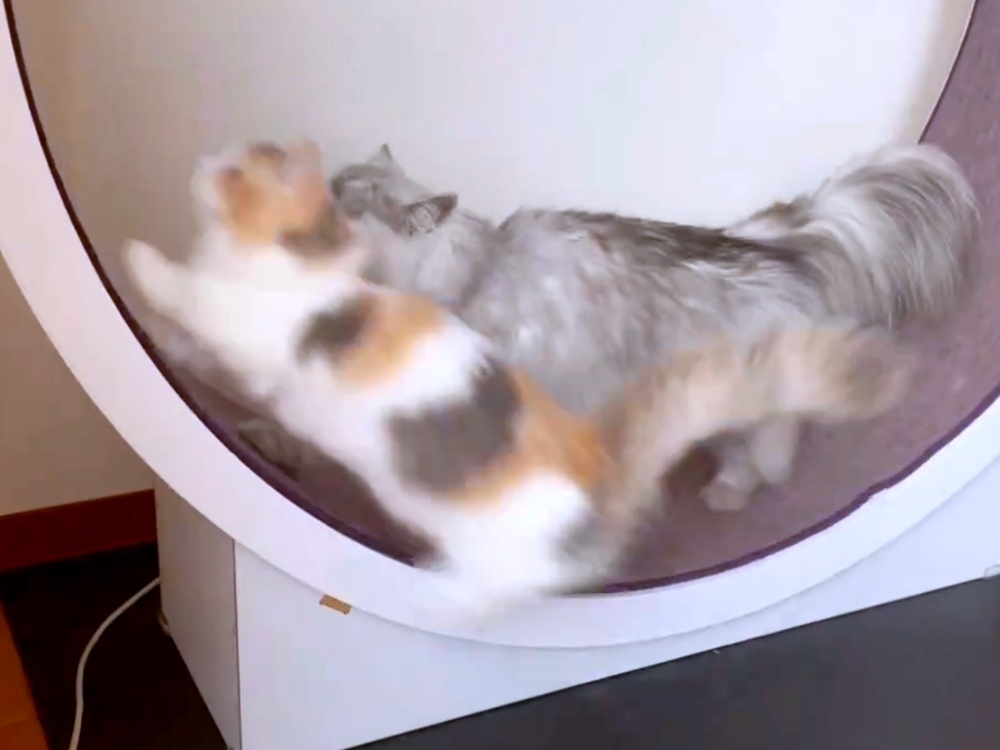 キャットホイールに飛び乗るシェリーちゃん