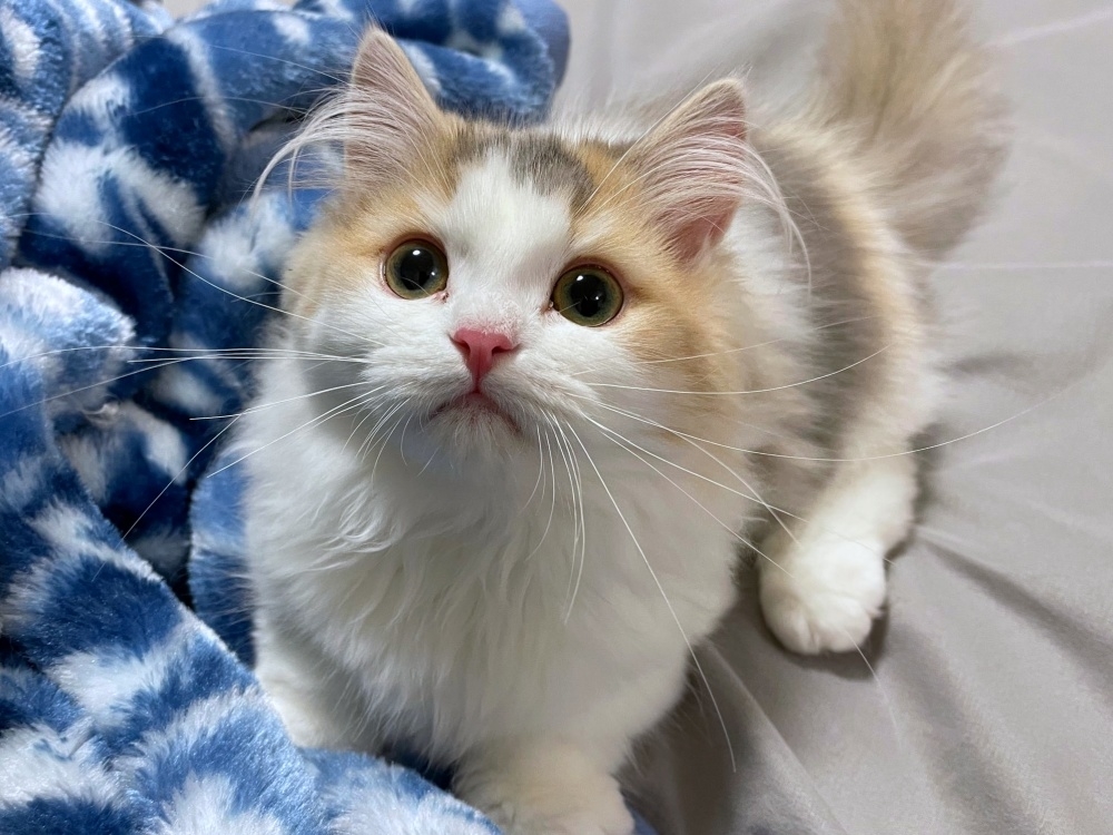 つぶらな瞳がかわいいシェリーちゃん