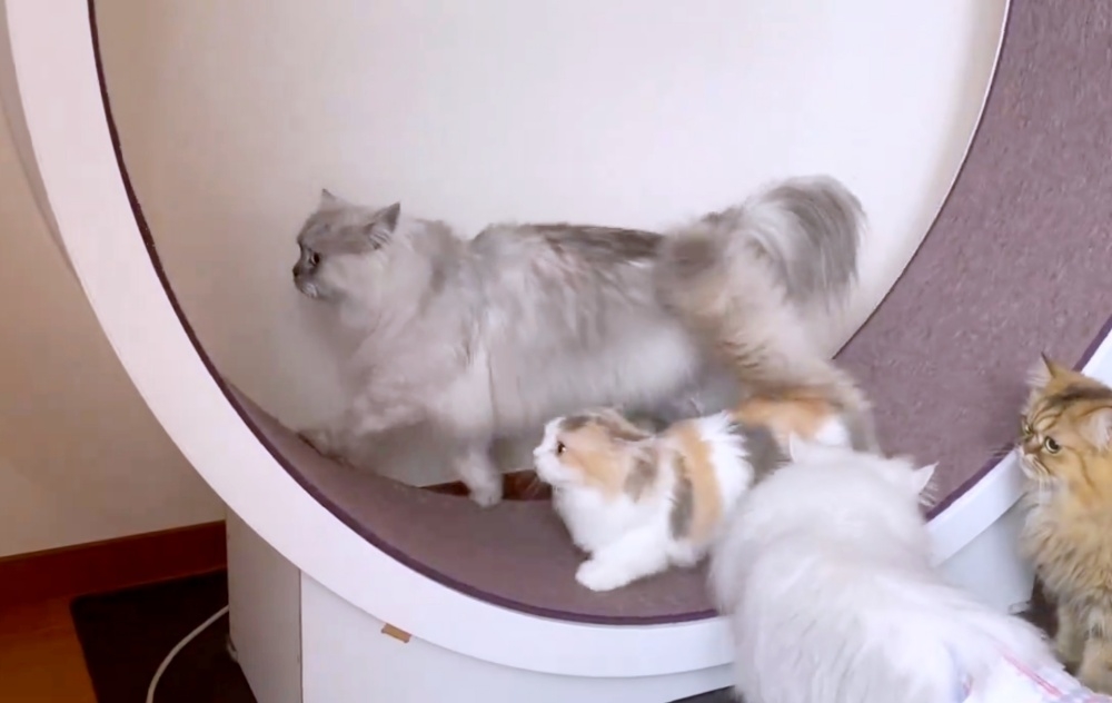 一緒に歩く詩穏くん(奥)とシェリーちゃん(手前)