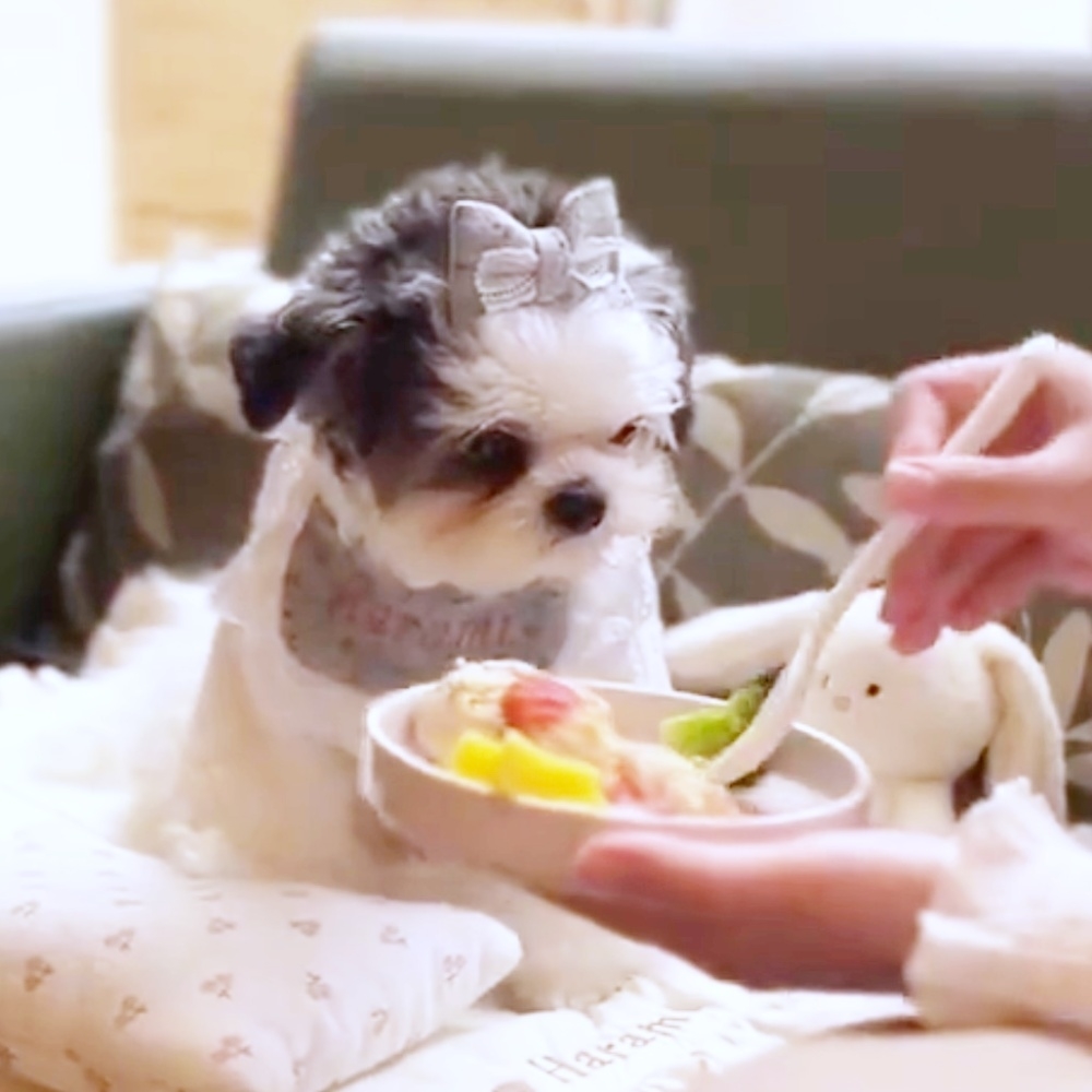 スプーンを見つめるハラミちゃん