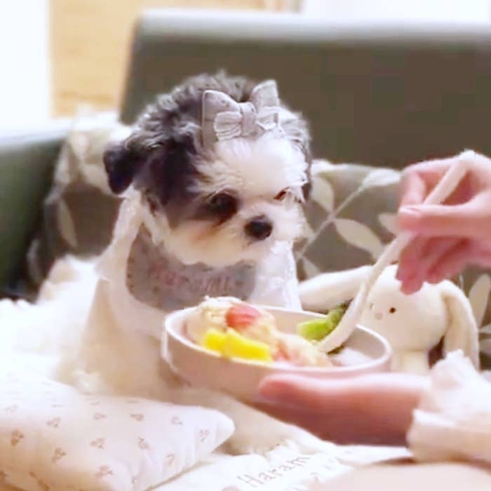 スプーンを見つめるハラミちゃん