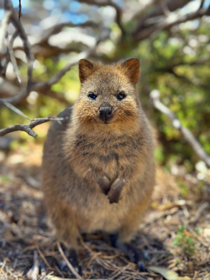 A quokka stands on its hind legs outdoors, surrounded by branches and foliage. The quokka is looking directly at the camera