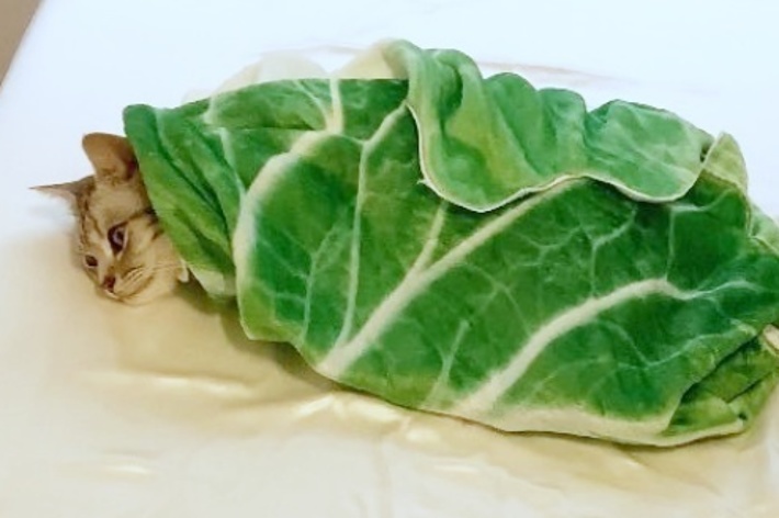 白菜のおくるみに包まれてくつろぐあんこちゃん