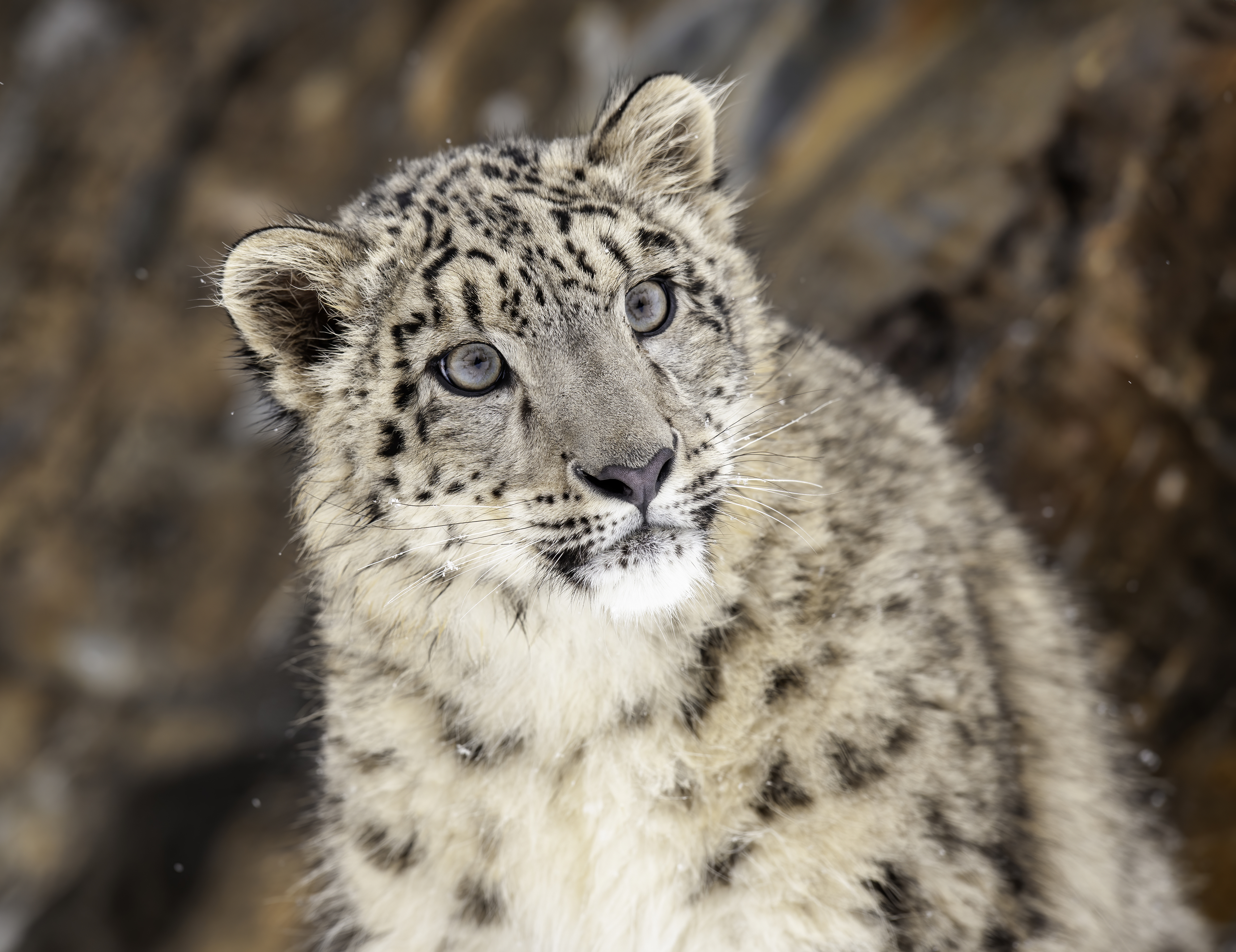 A close-up of a young snow leopard with light spots on its fur, looking slightly to the side, with a rocky background