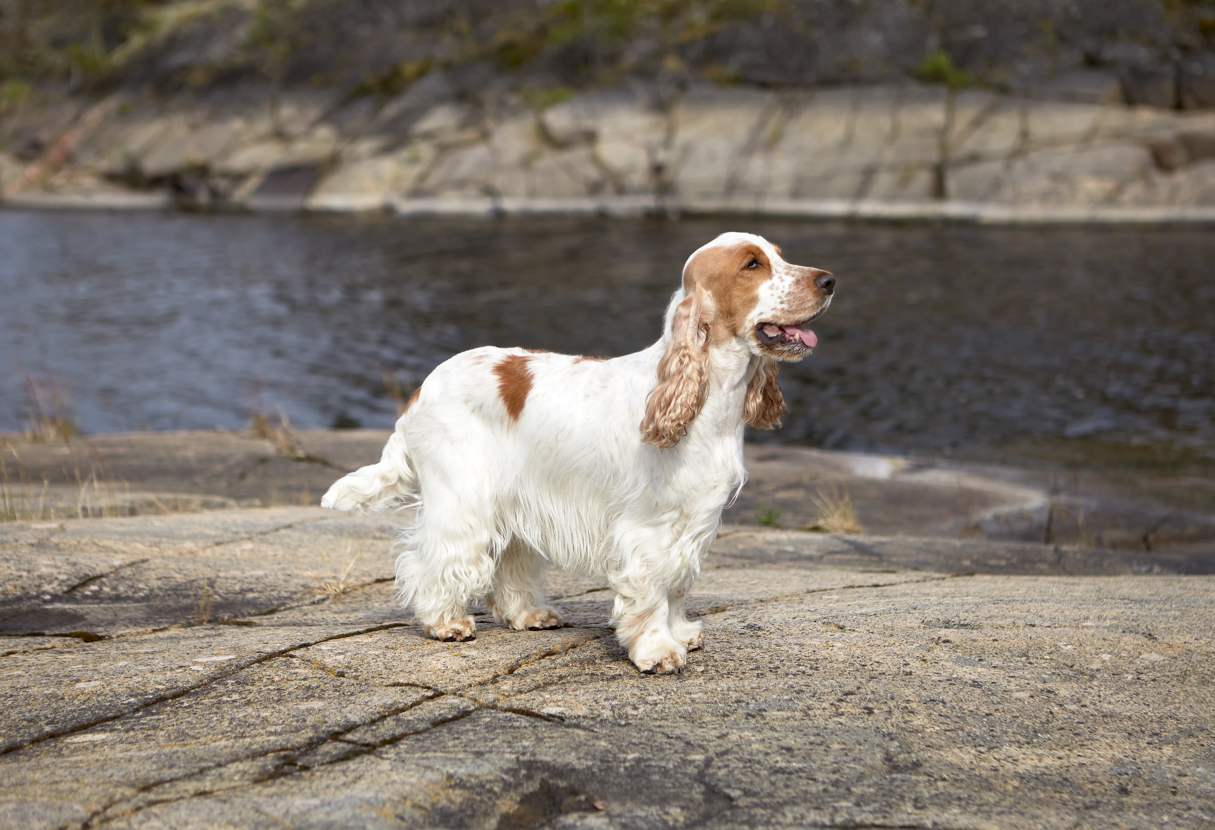 A white and brown cocker spaniel stands on a rocky surface by a body of water, looking to the right with its mouth open