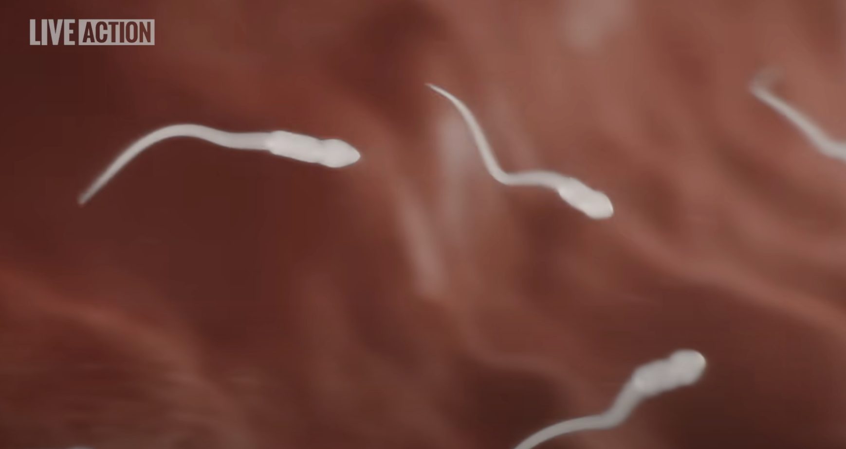 Close-up image shows several sperm cells swimming. The background is blurred, creating a focus on the moving sperm cells. The text reads &quot;LIVE ACTION&quot; in the top left corner