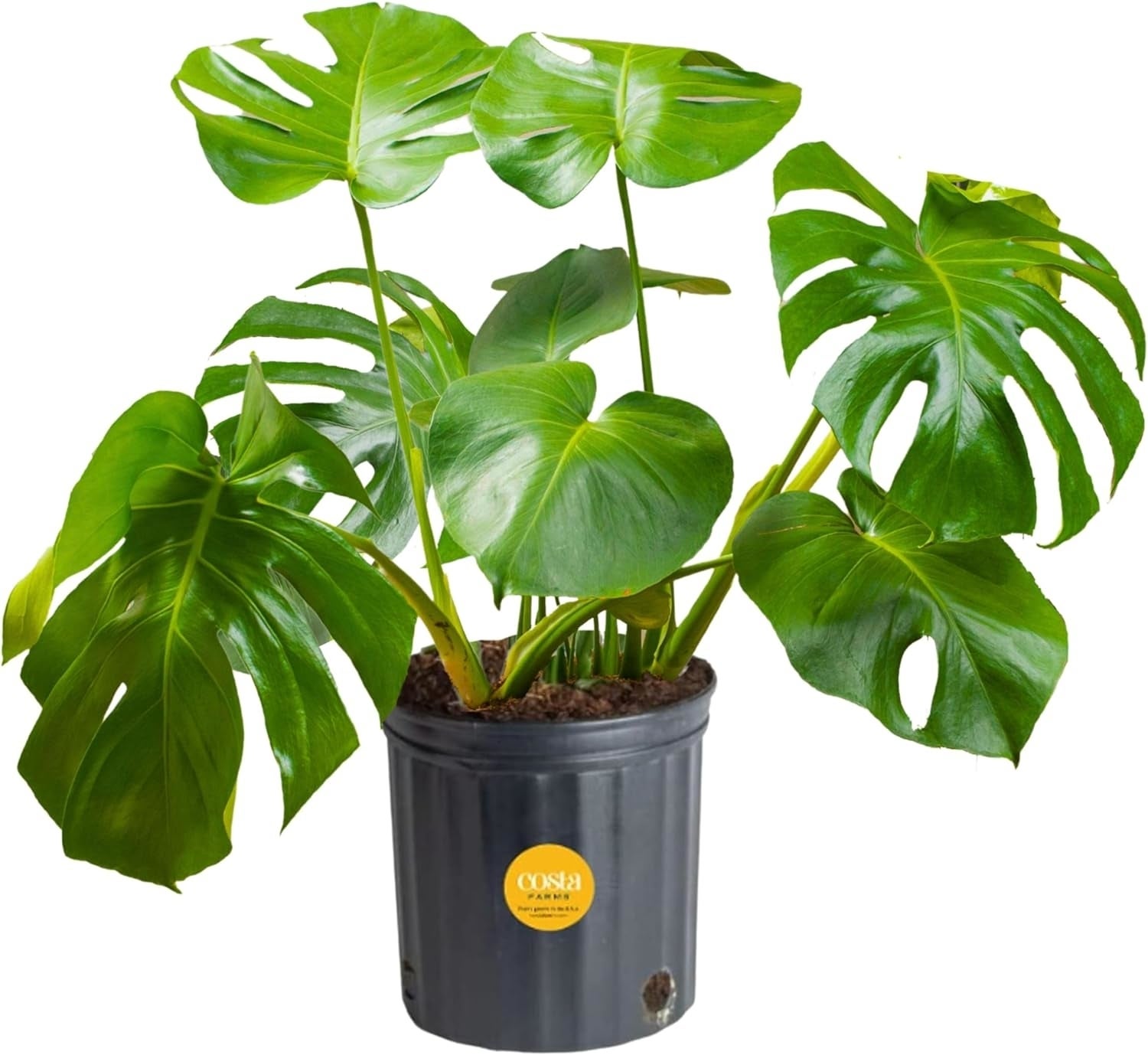 24 Affordable Places To Buy Plants Online
