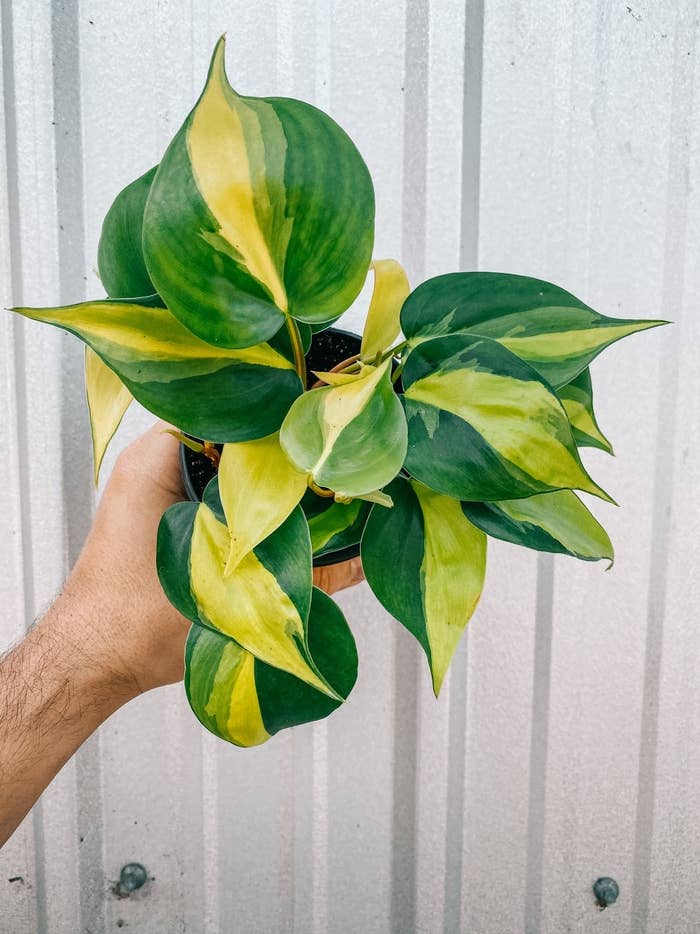 24 Affordable Places To Buy Plants Online