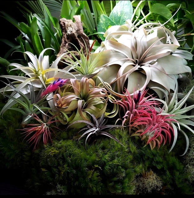 24 Affordable Places To Buy Plants Online