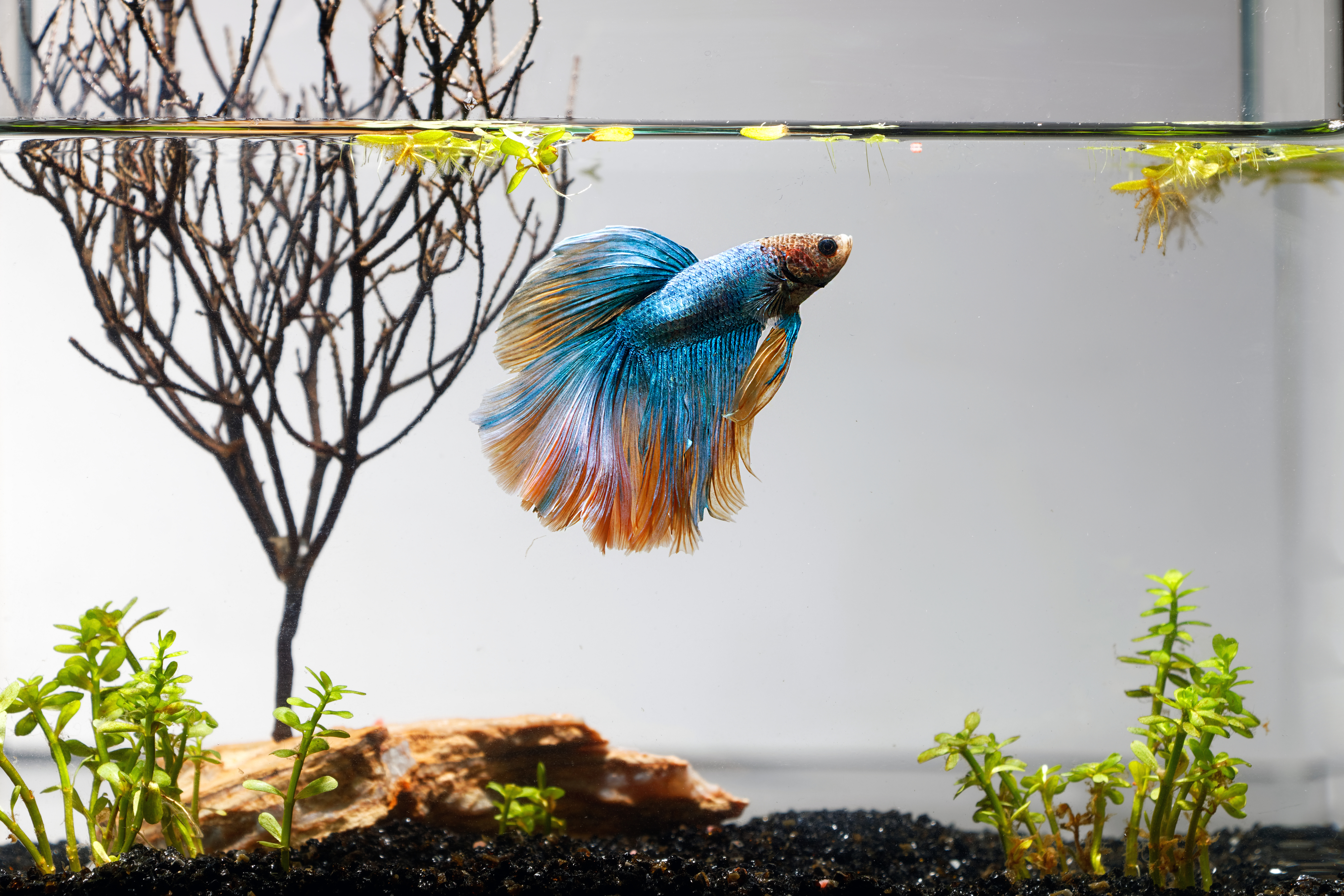A Betta fish swims near plants and a wooden structure in an aquarium