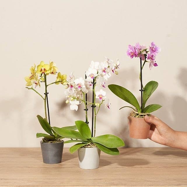 24 Affordable Places To Buy Plants Online