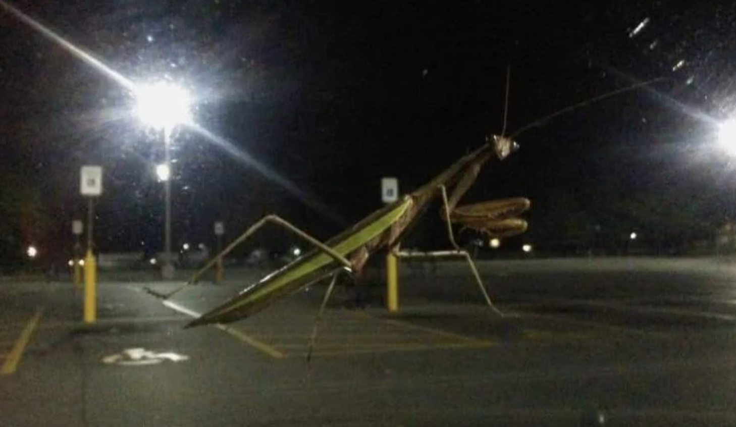 A praying mantis clings to a car window in a dimly lit parking lot at night