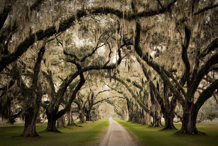 A serene path lined with large, arching trees draped in Spanish moss, creating a natural tunnel. The article categorizes this image as Internet Finds