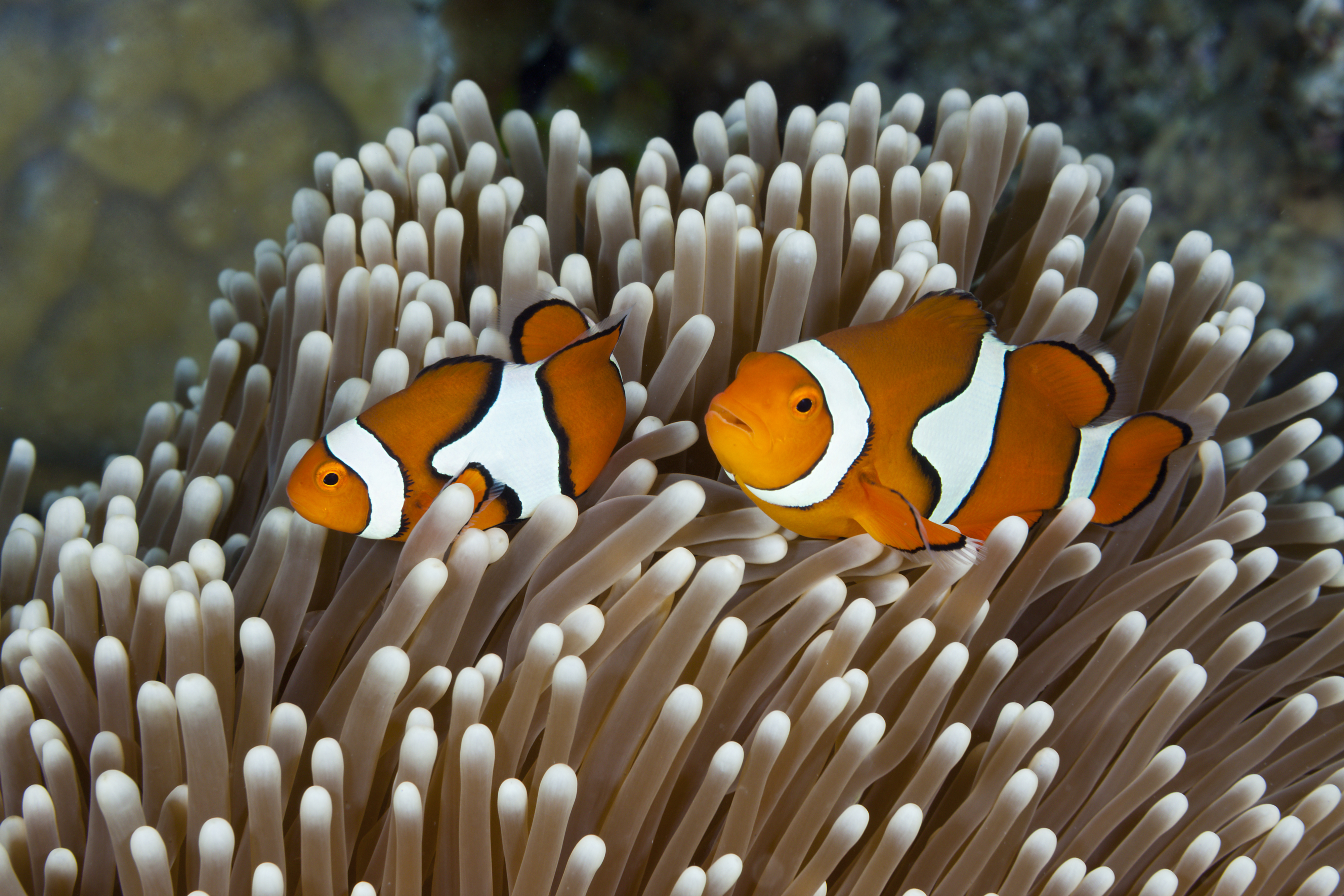 Two clownfish swimming among sea anemone tentacles