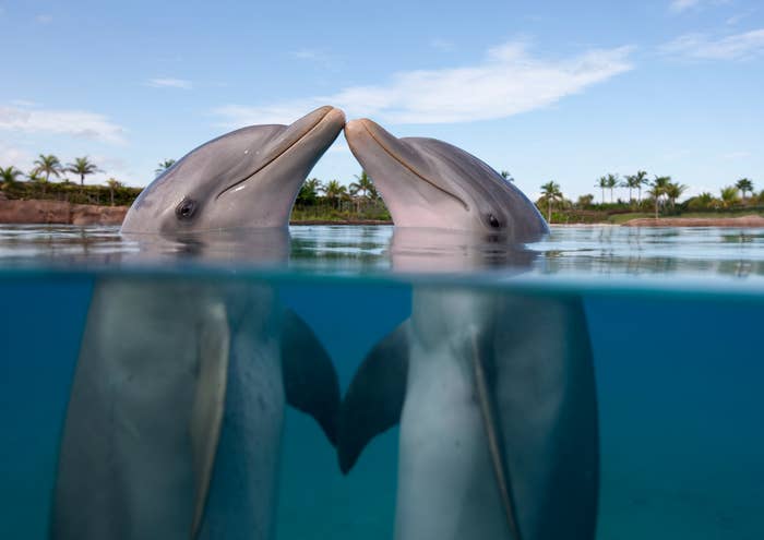 Two dolphins kiss with noses touching while partially submerged in the water. Palms and greenery are visible in the background
