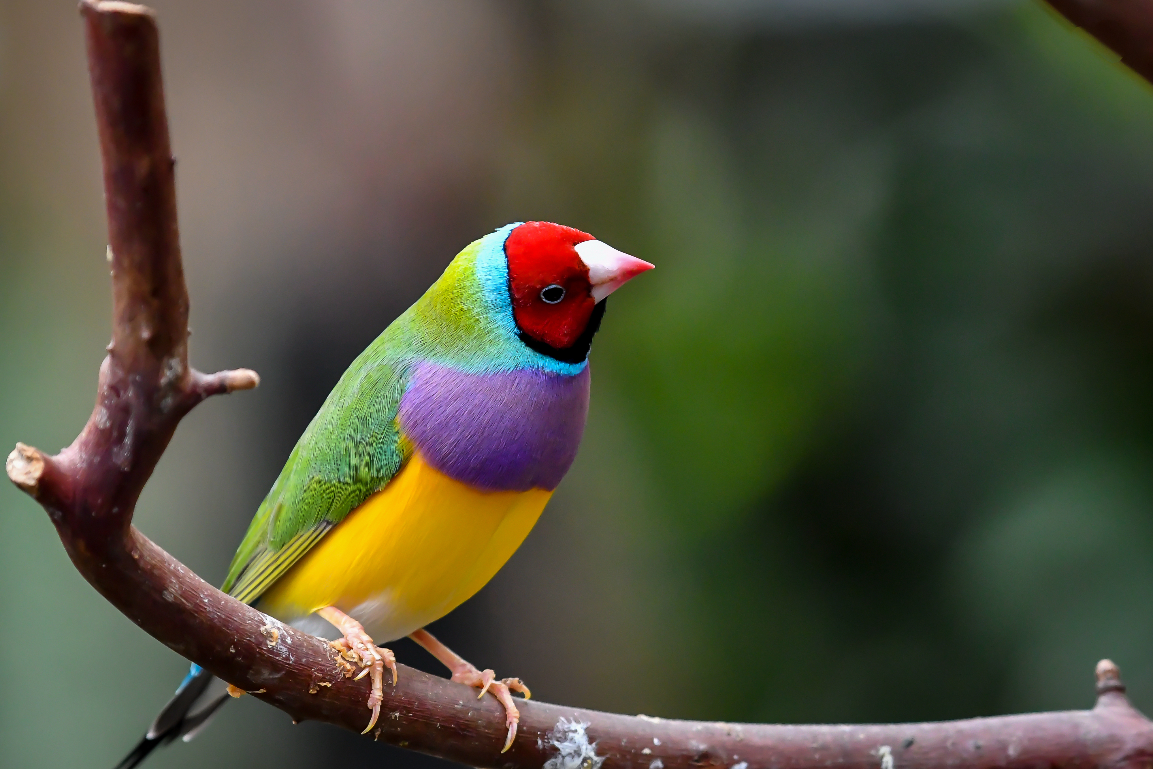 A brightly colored Gouldian finch perches on a branch, showcasing its vibrant feathers