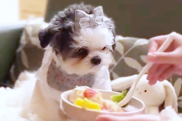 スプーンを見つめるハラミちゃん