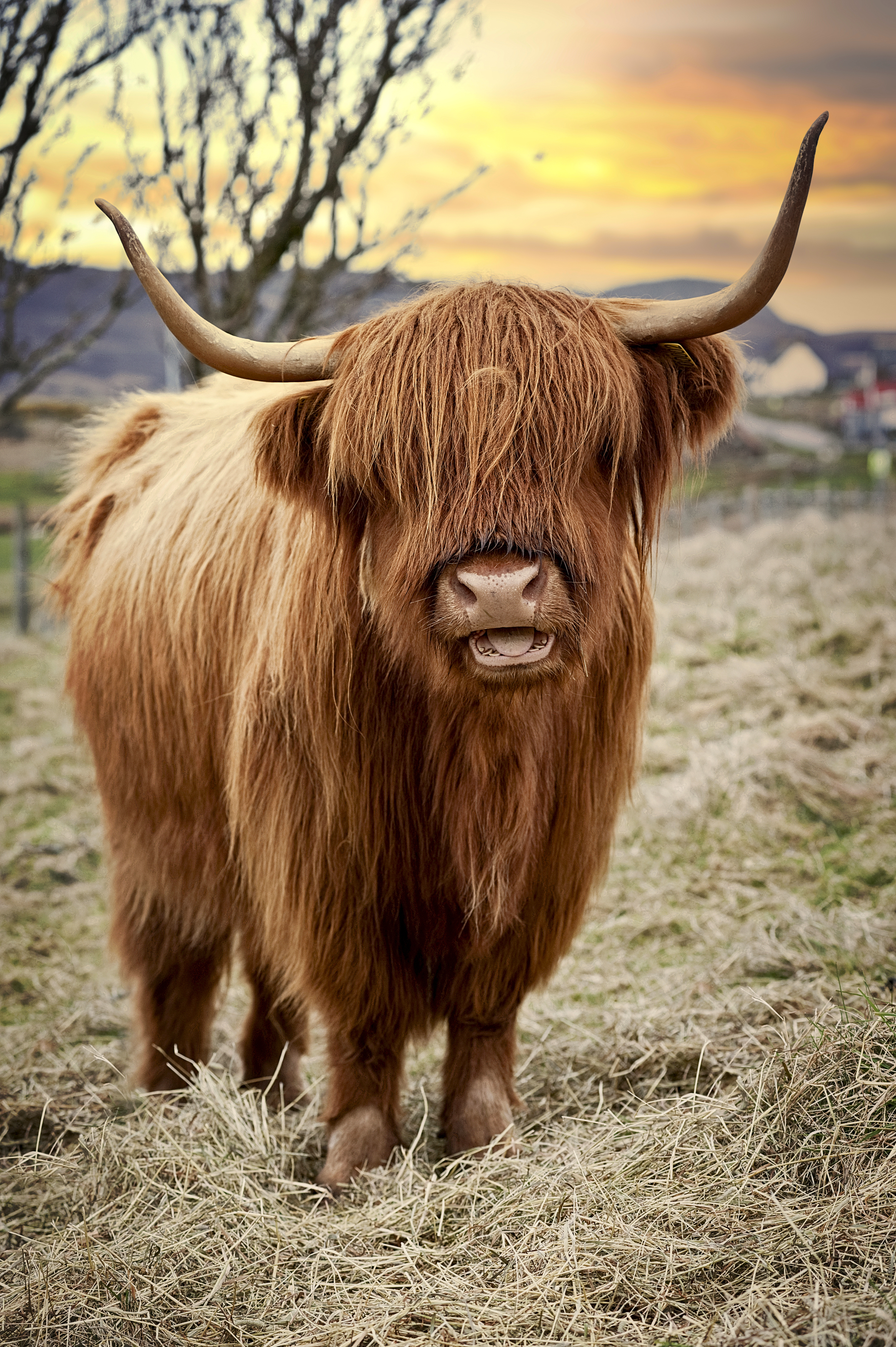 A Highland cow with long hair and large curved horns stands in a grassy field at sunset