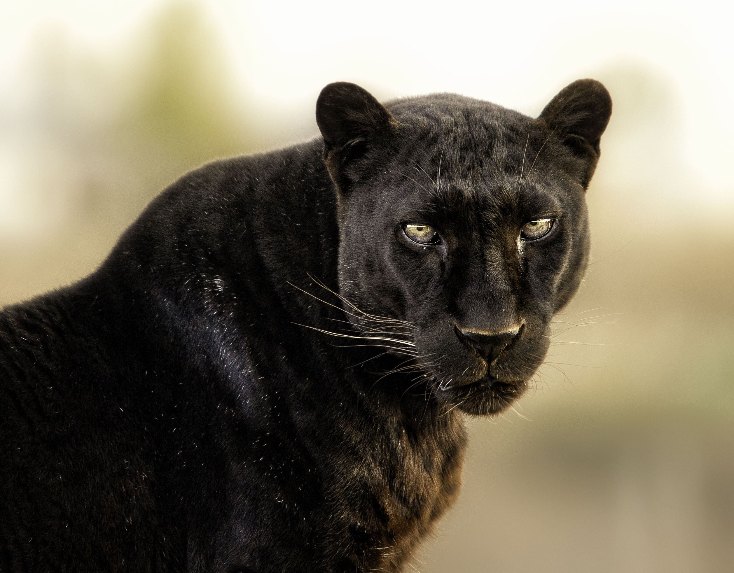 A black panther is looking directly at the camera with a serious expression. Its fur is sleek and shiny, and its eyes are focused and intense