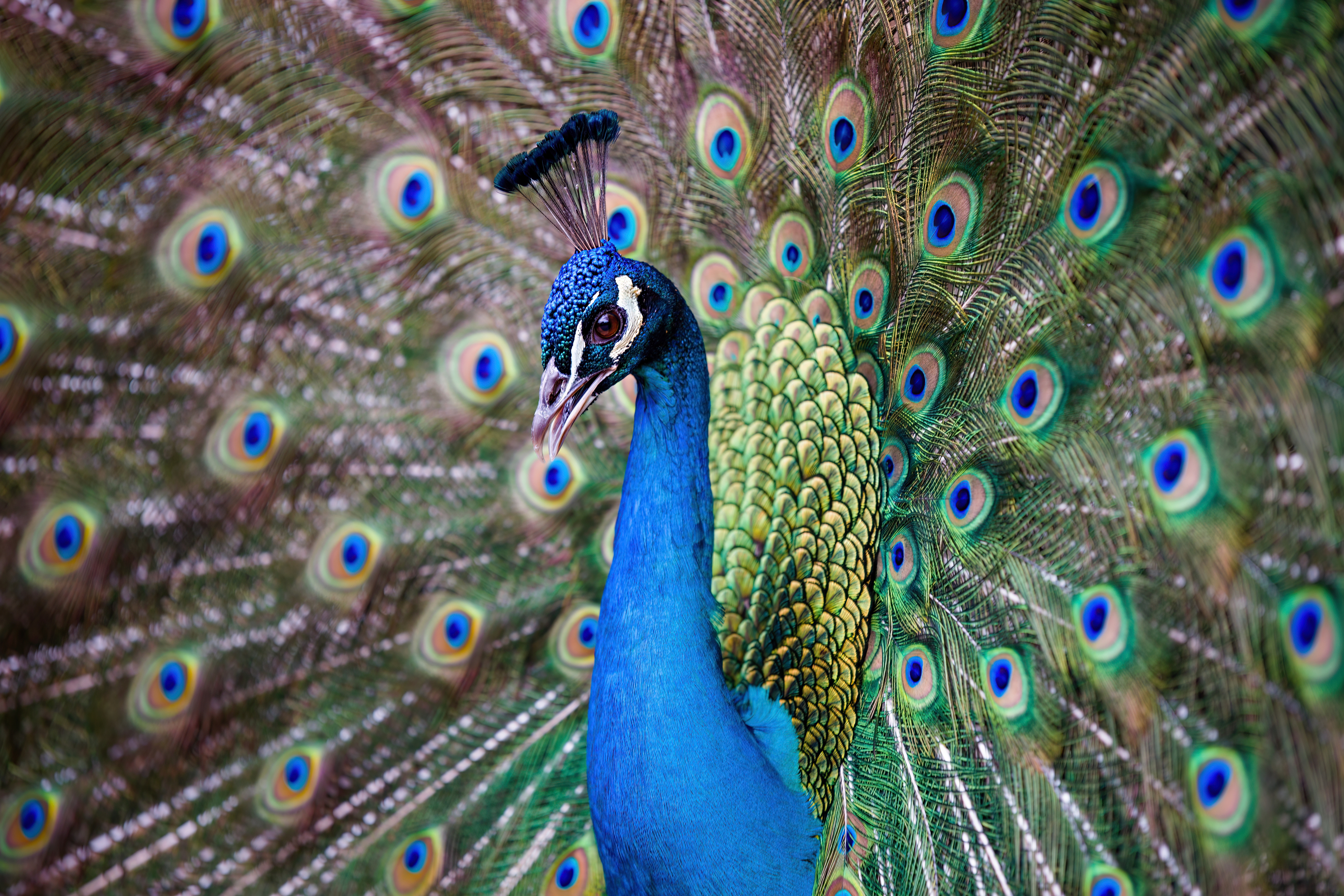 A vibrant peacock with its feathers fully fanned out, showcasing the intricate eye patterns on its tail