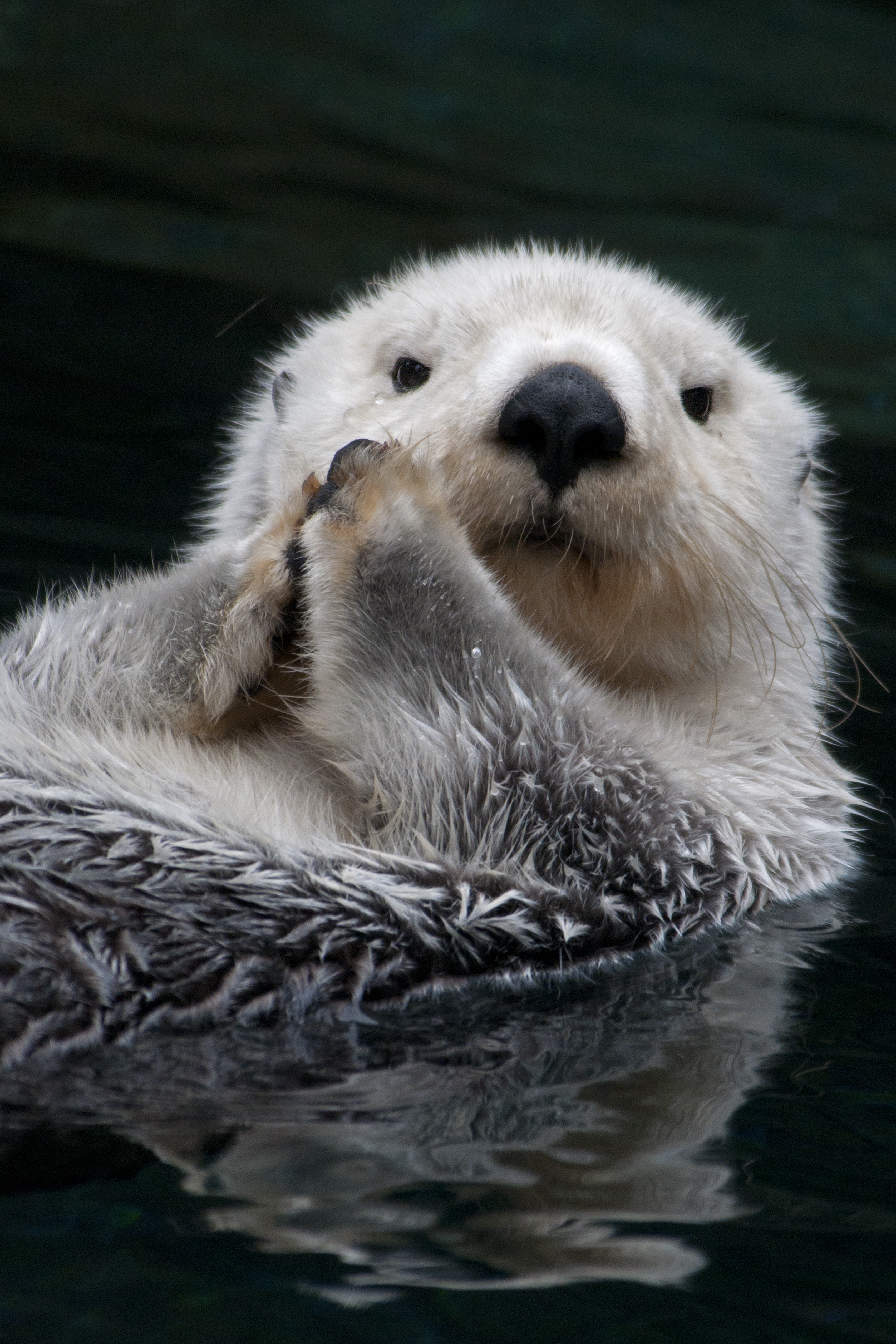 A sea otter floats on its back in the water, with its front paws pressed together near its face, appearing as if it is clapping or praying