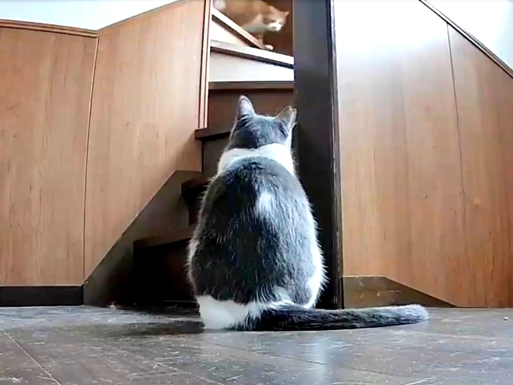 階段の踊り場でちょこんと座るめいくんと上階からやって来たマナくん