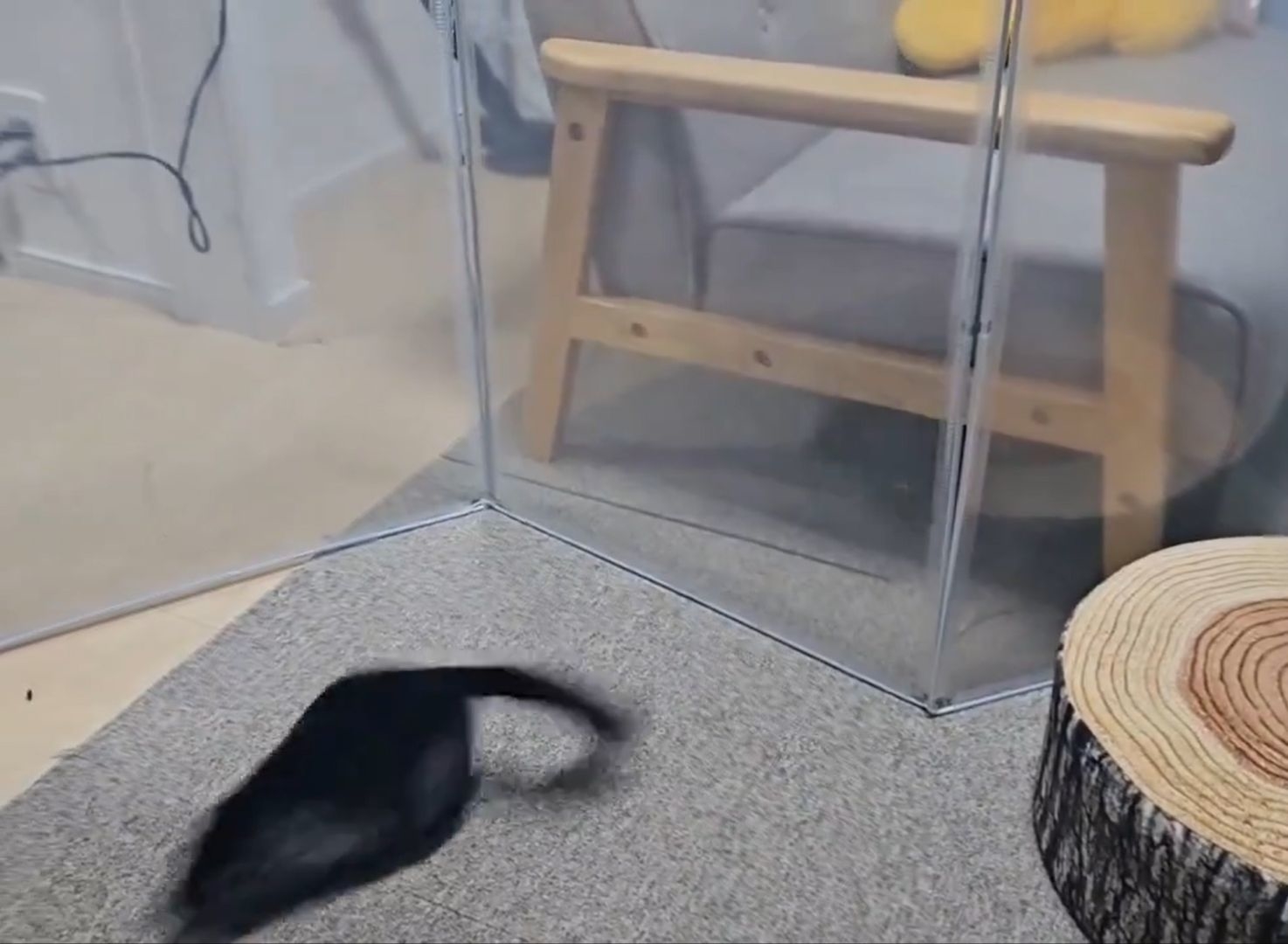 一目散に猛ダッシュ / もぷるさんのXより