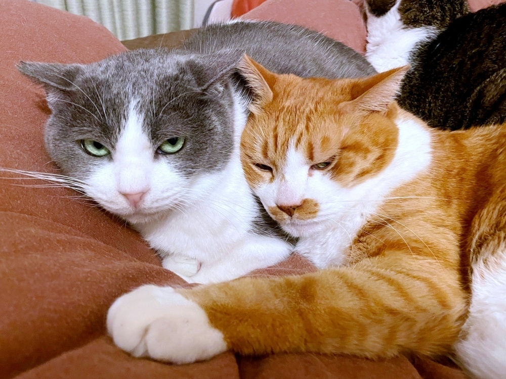 添い寝するめいくん(左)とマナくん(右)