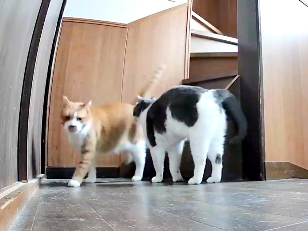 マナくんに近寄るめいくん