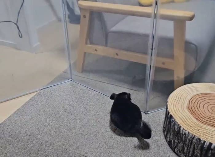 走り出す前のごまちゃん / もぷるさんのXより