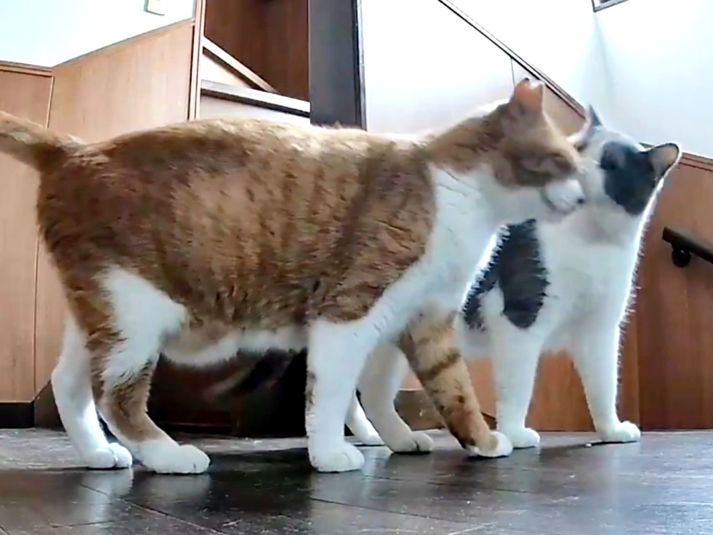 マナくんの顔を舐めるめいくん