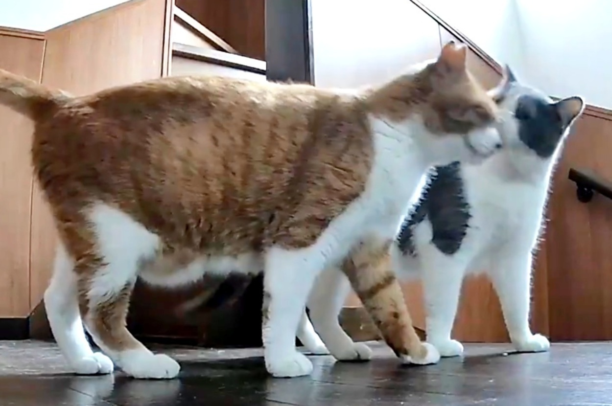 マナくんにチューするめいくん