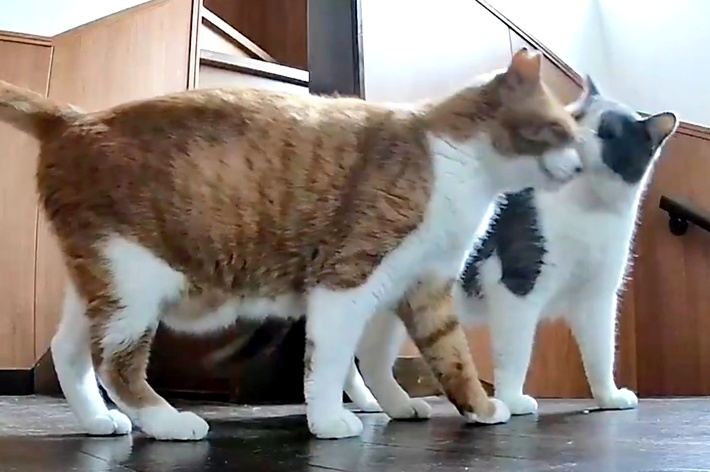 マナくんにチューするめいくん