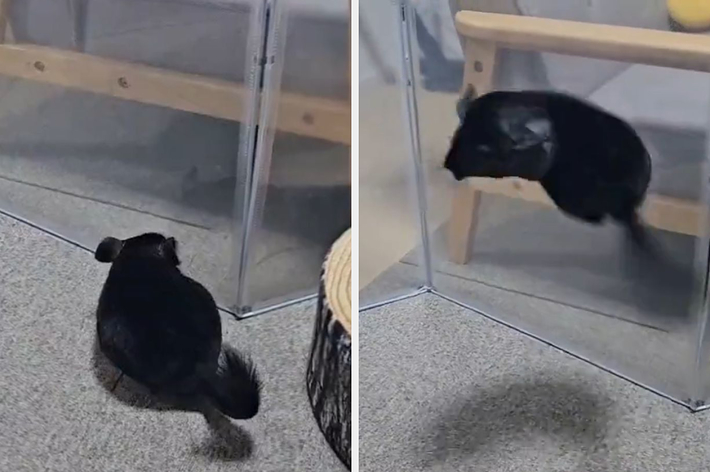 飛び跳ねてダッシュするごまちゃん / もぷるさんのXより