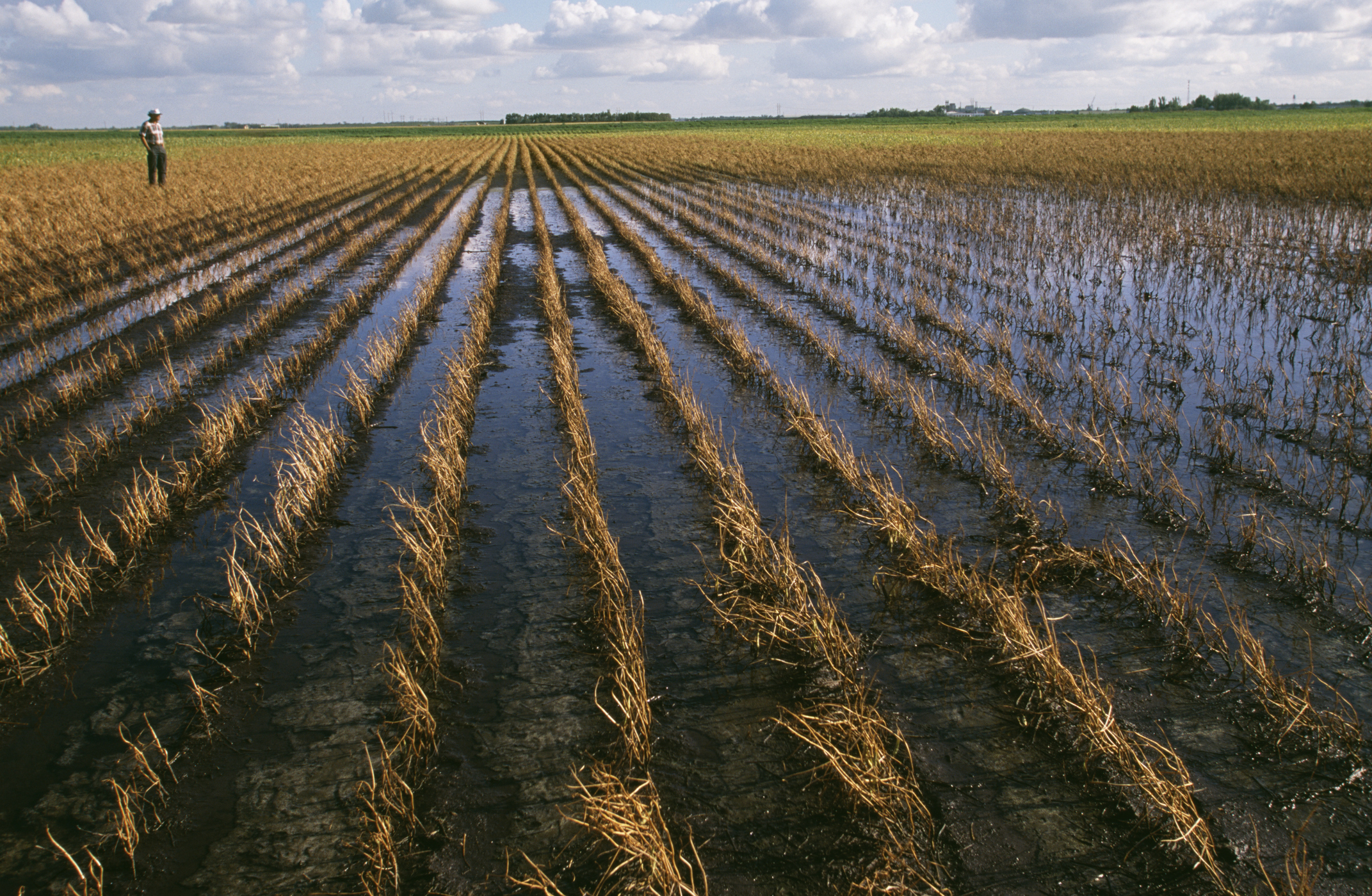 A flooded field with rows of crops, extending to the horizon under a cloudy sky. A solitary person stands far in the background