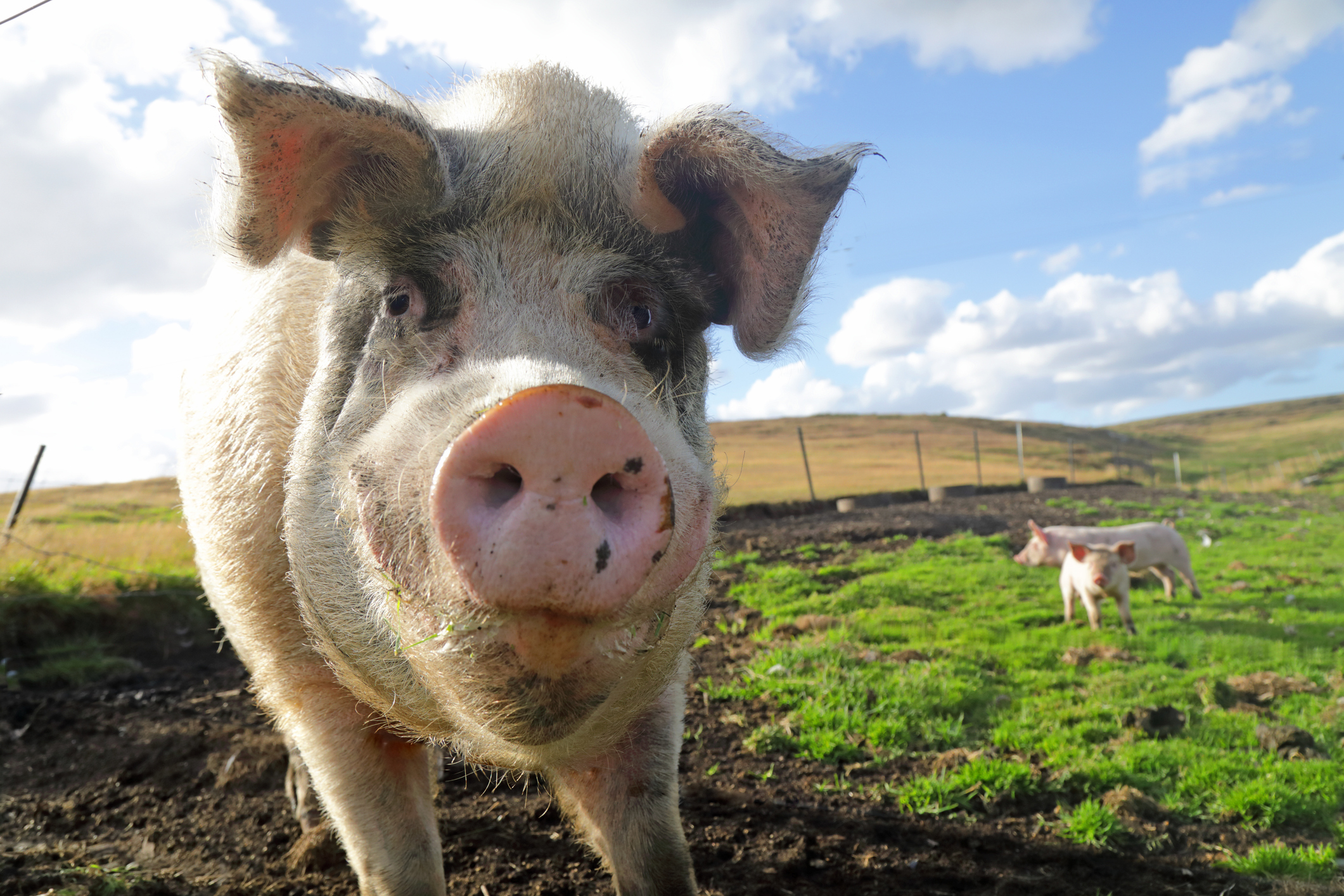 A close-up of a pig with two smaller pigs in the background in a grassy outdoor setting under a partly cloudy sky