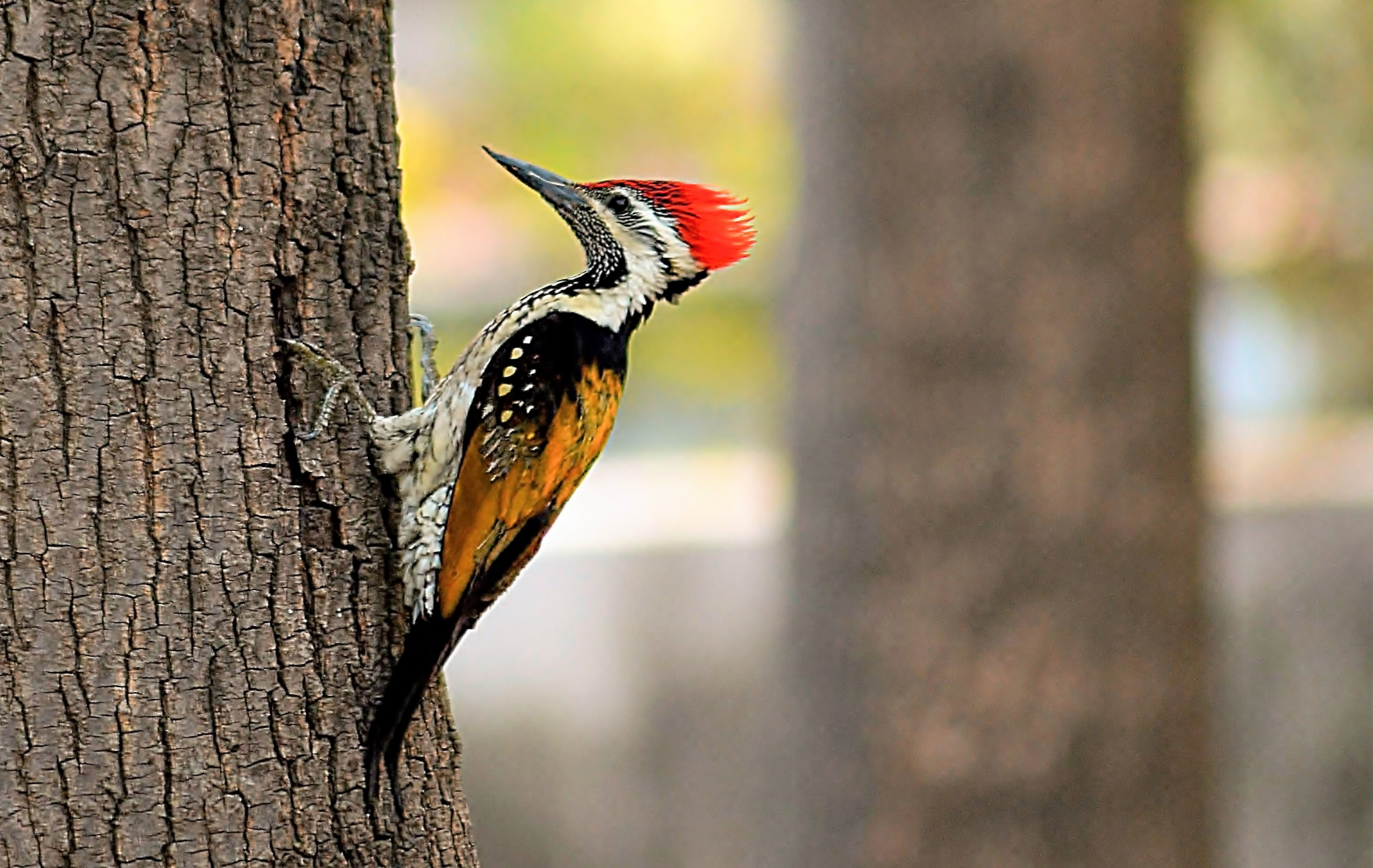 A woodpecker with a bright red crest is perched on the side of a tree, seemingly pecking at the bark. Background depicts a blurred forest scene